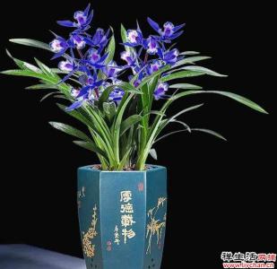 建兰-姿优雅贵气，花香浓郁，养护轻松，适合新手