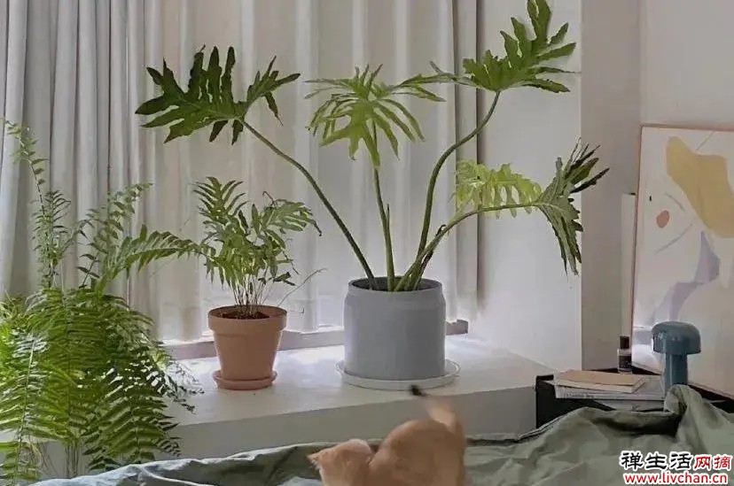 家居绿植美学——把大自然带回家