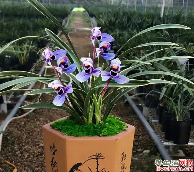 和领导说话须谨慎,尤其是这3句话,憋死也别说!(建议收藏)