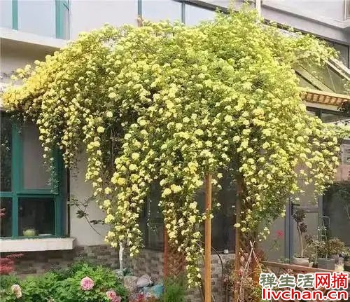 院子再小，也要养棵黄香木，花姿优雅，香气醇厚，左邻右舍都夸香