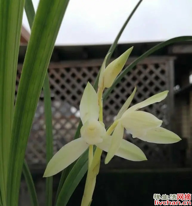 雪影一直是“高雅”的化身，花色素雅，香味扑鼻，养护较简单