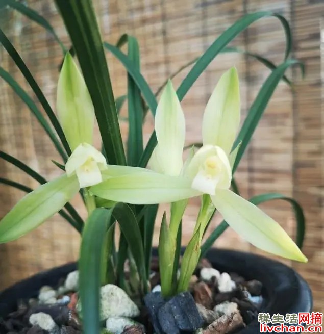雪影一直是“高雅”的化身，花色素雅，香味扑鼻，养护较简单