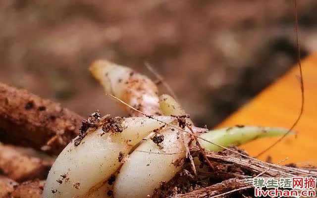兰花深栽壮芽，浅种多芽而且防腐，这应该是兰友的共识