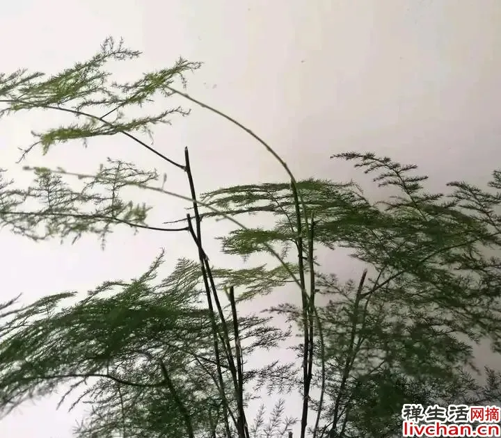 送花有讲究 必知小常识请收好
