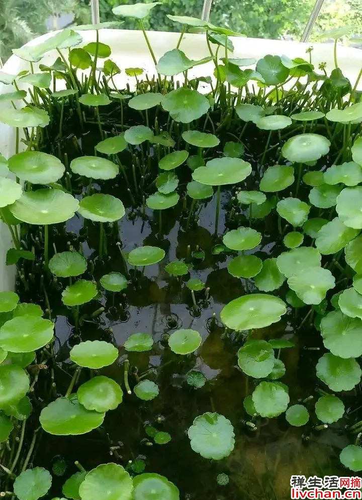 送花有讲究 必知小常识请收好