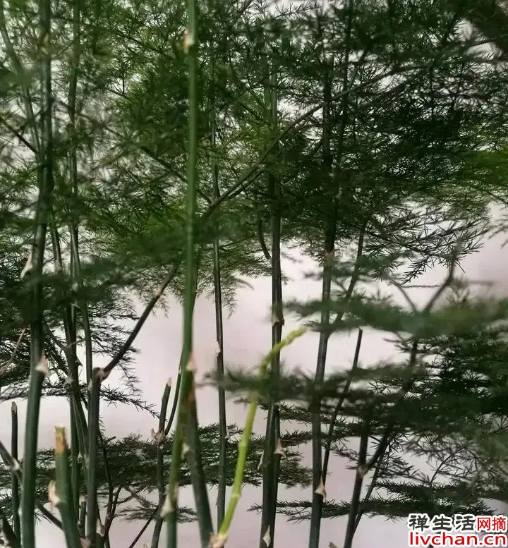 曾国藩：眼宽容事，心宽容人