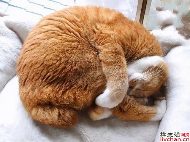 友善是人类道德核心内容