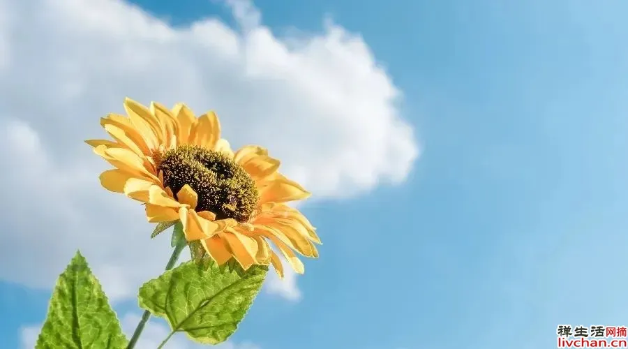 人生不必光芒万丈,但要始终温暖有光