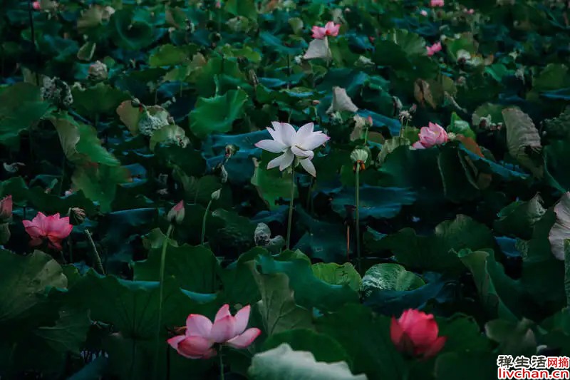 宋代陈亮的《念奴娇·登多景楼》