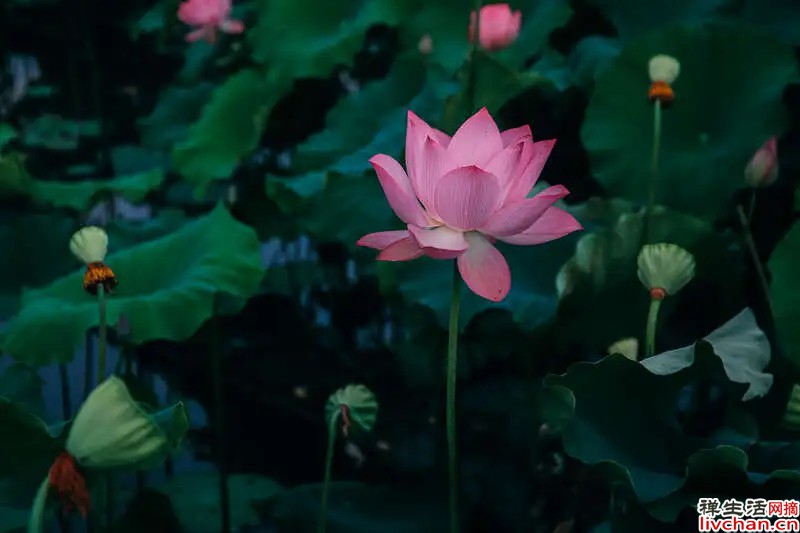 最励志的必看网摘名句
