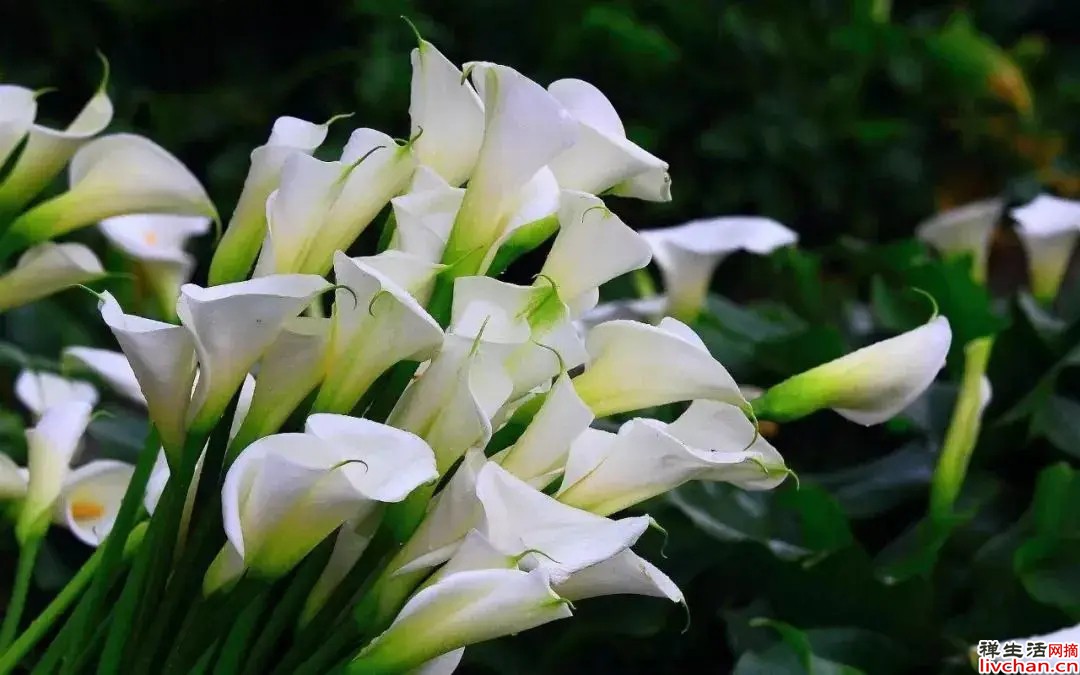 如果种的海芋，千万别乱摸乱碰，碰了就可能会中毒
