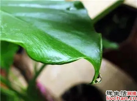 如果种的海芋，千万别乱摸乱碰，碰了就可能会中毒