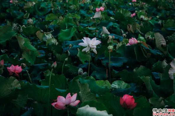 宋代陈亮的《念奴娇·登多景楼》
