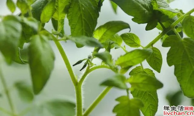 种植的乐趣：心平气和，静待花开