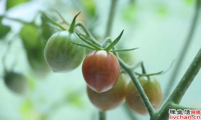 种植的乐趣：心平气和，静待花开
