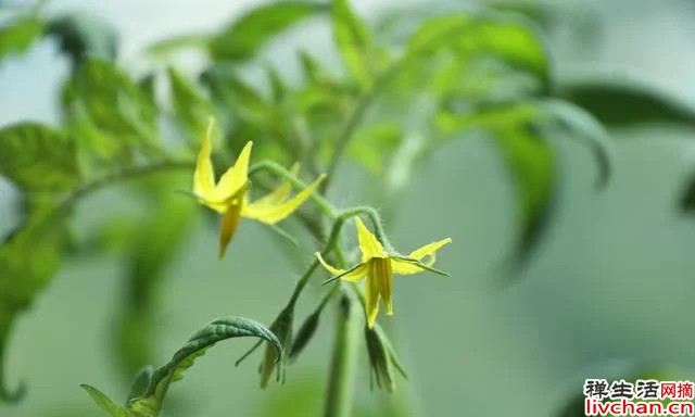 种植的乐趣：心平气和，静待花开