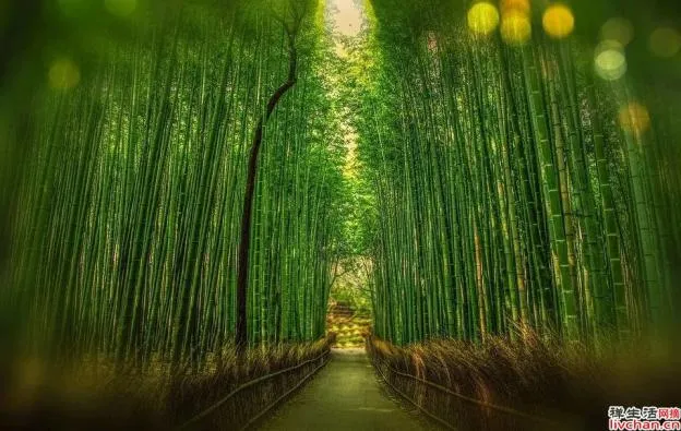 人唯孤独,方能出众/一个人越孤独越高贵