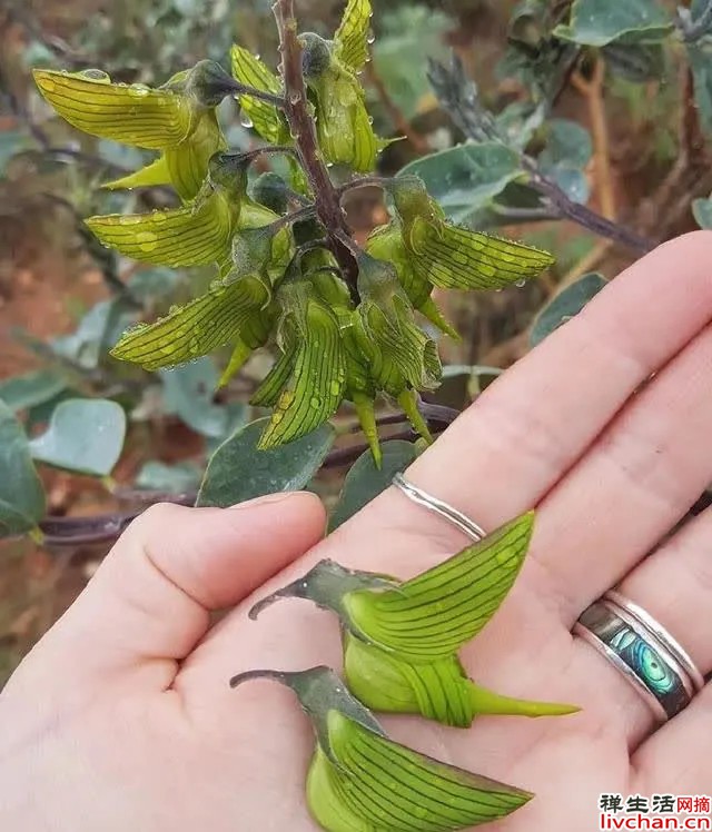 超逼真的青鸟花，能以假乱真，国内比较稀少