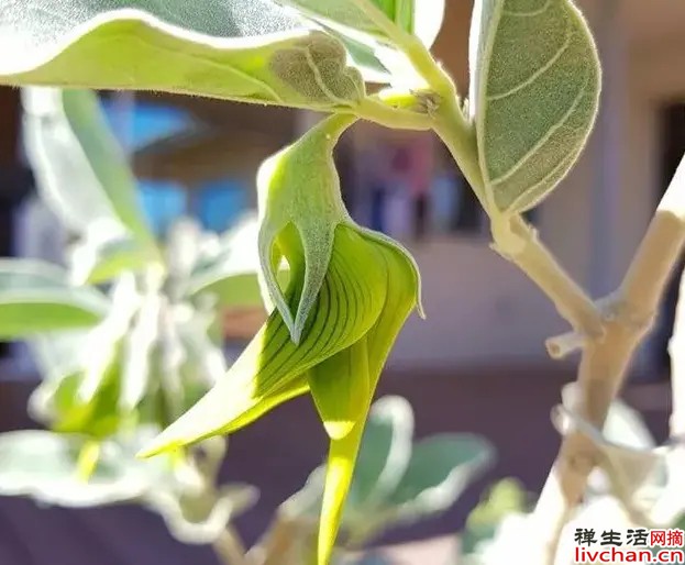 超逼真的青鸟花，能以假乱真，国内比较稀少