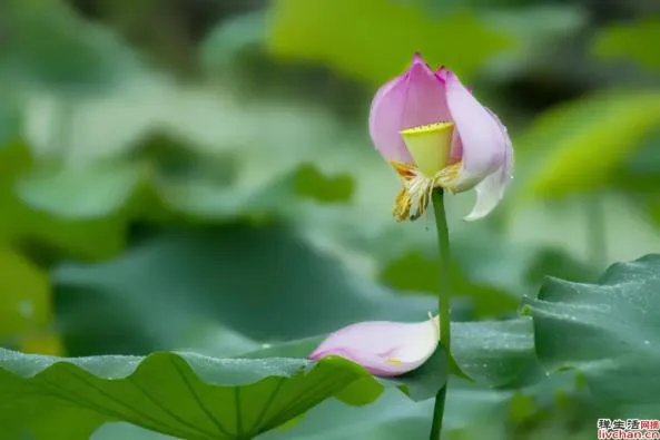中国人修身三道:茶壶,筷子,屏风