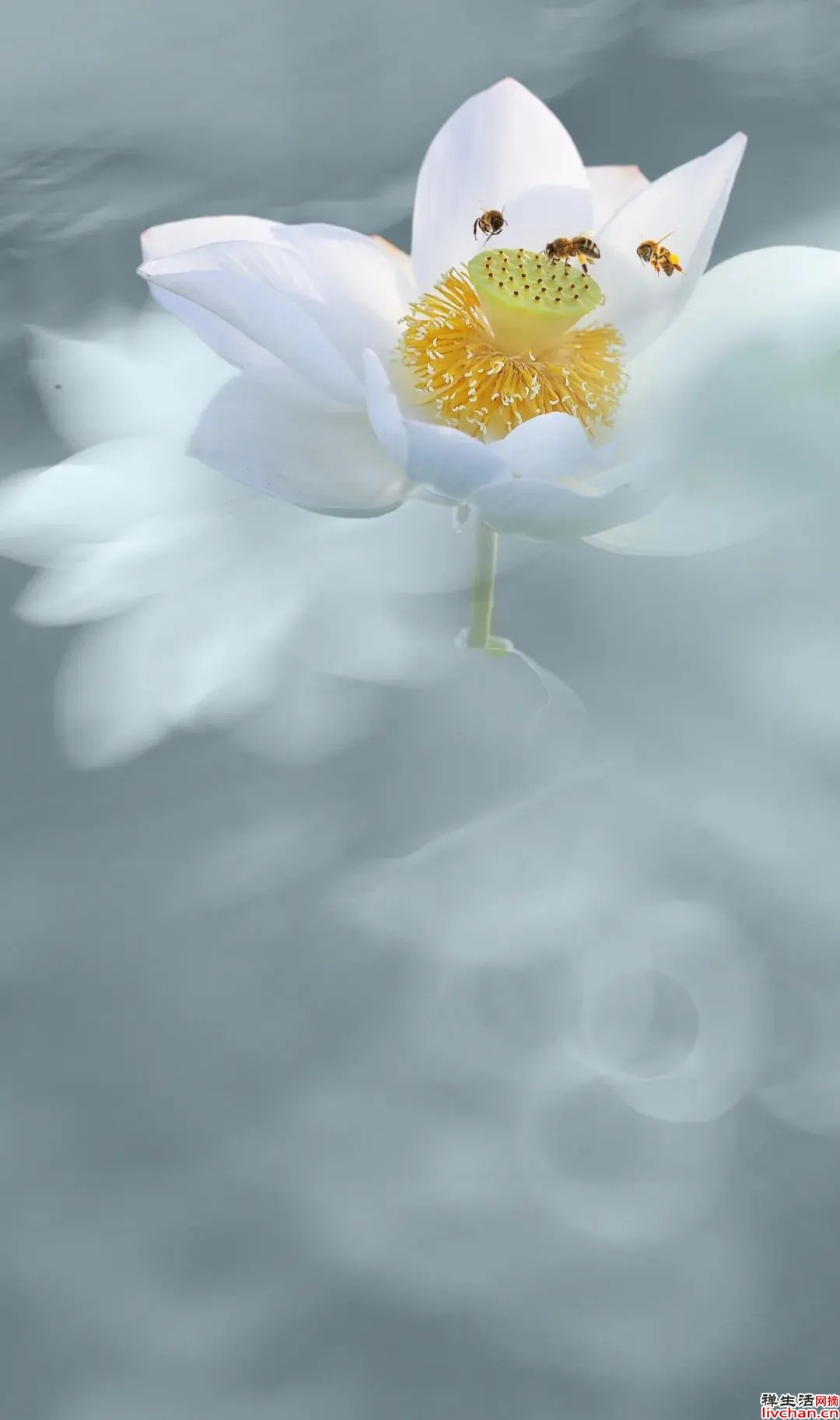 【遐想】莫负浮生