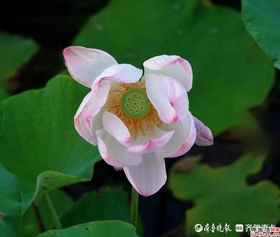 那些一眼万年的诗句