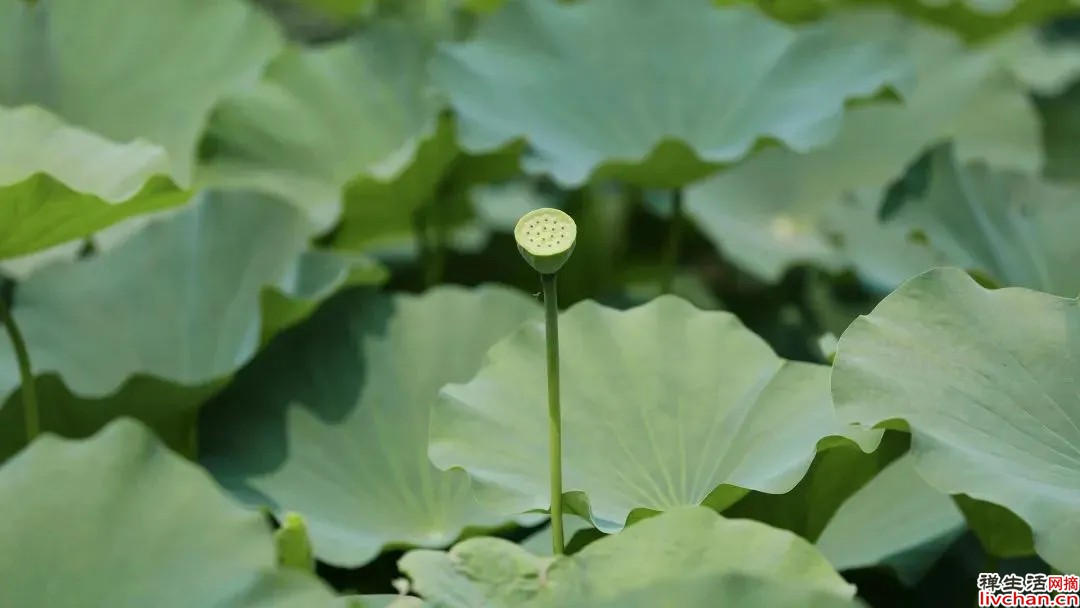 赏景｜古人的诗词里，这样写园林早秋