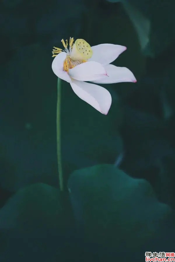 书卷气，是一个人最好的气质