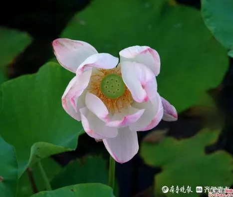 那些一眼万年的诗句