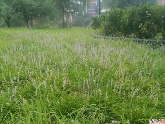 【美文】土麦冬