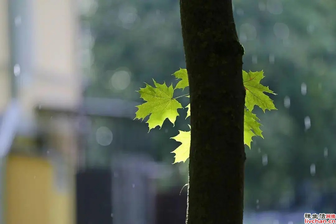 《道德经》：慢下来，才能保持生机