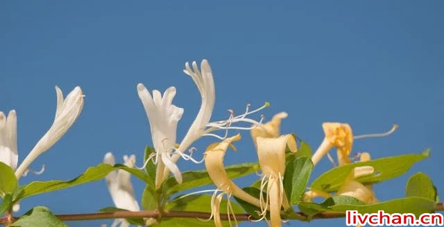 医生喜欢养的6种花！不仅好看还健康