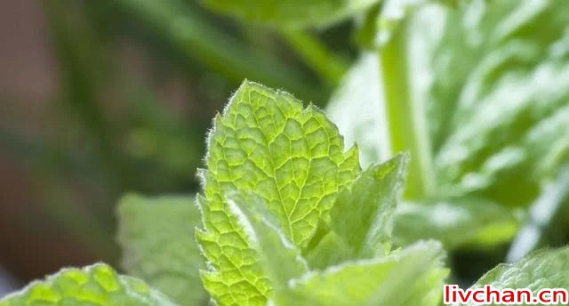 医生喜欢养的6种花！不仅好看还健康
