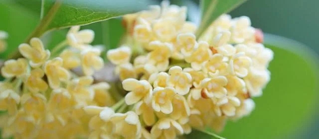 医生喜欢养的6种花！不仅好看还健康