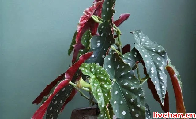 养竹节秋海棠，抓住“4个”要点，新人老手都轻松养爆盆