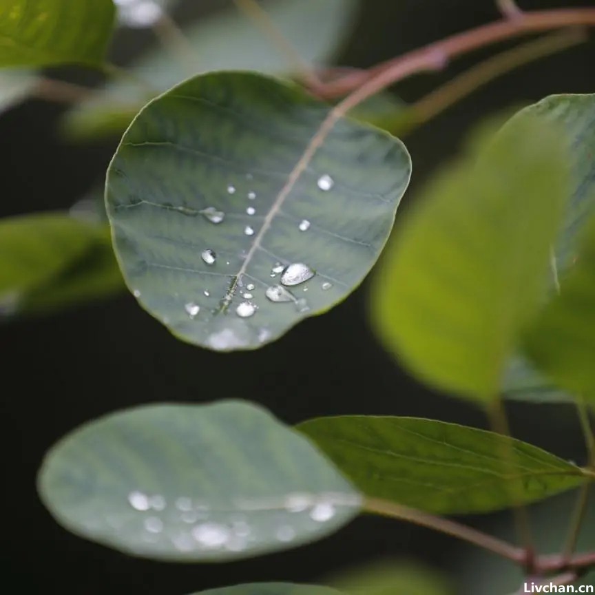 赏景｜静候园林里的第一阵风