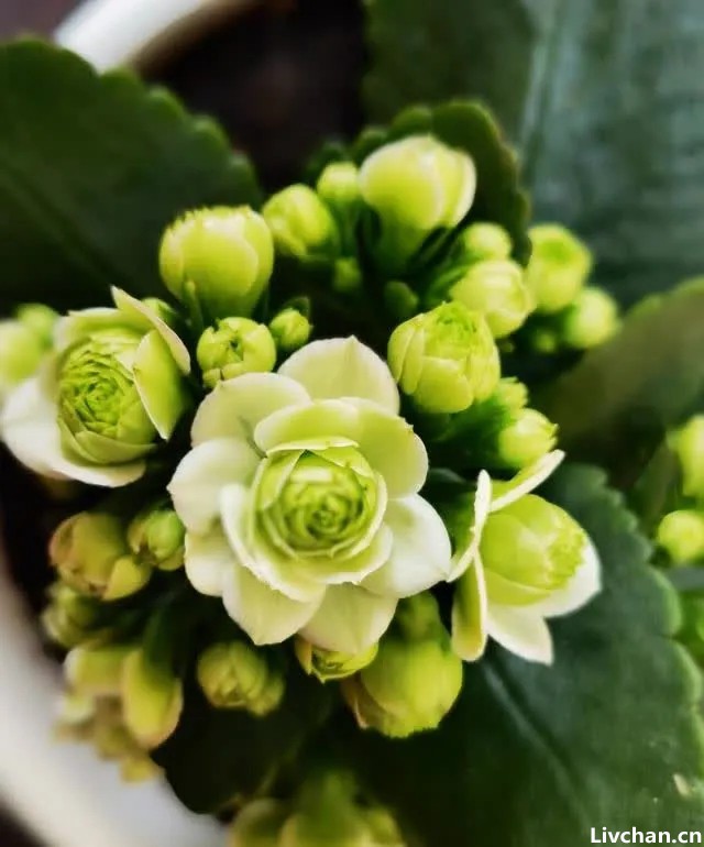 巴黎长寿花的养护技巧