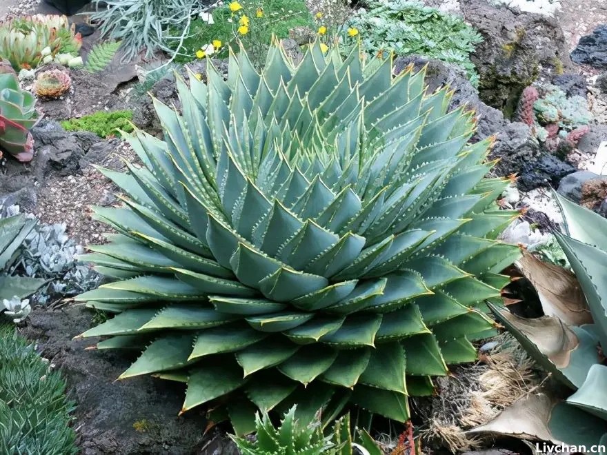 芦荟是个宝，叶子像“药箱”，掰开抹抹脸，又白又嫩又健康