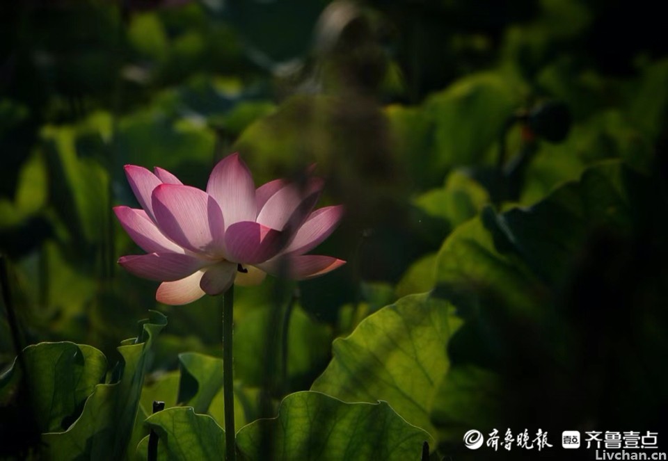 六首苏轼秋词，说尽人生滋味