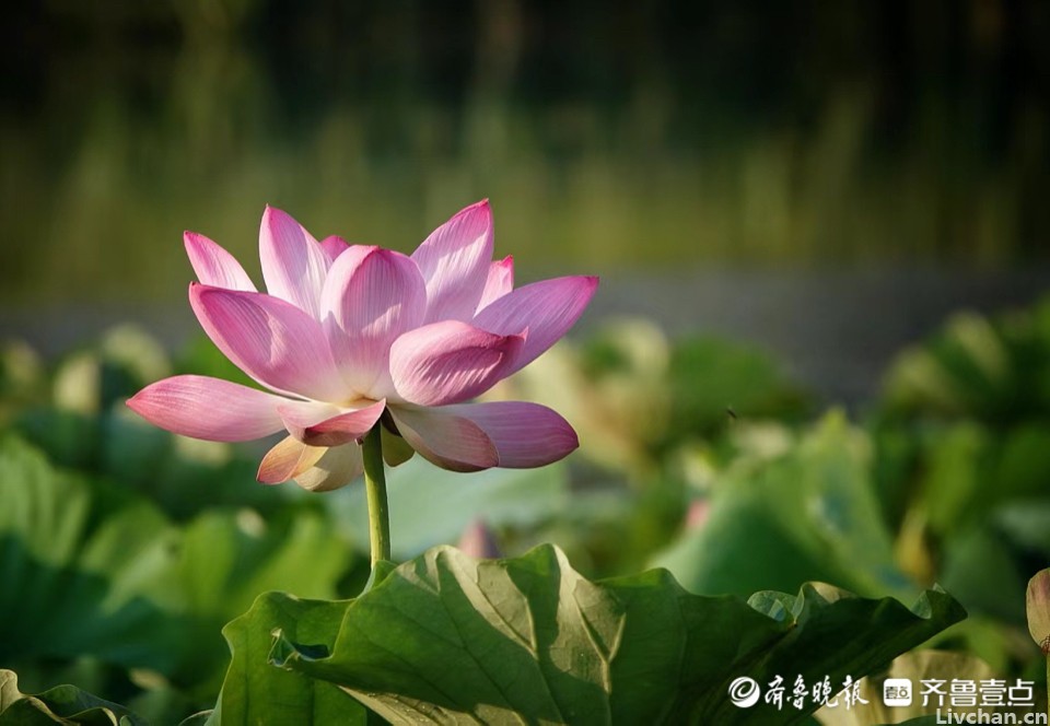 六首苏轼秋词，说尽人生滋味