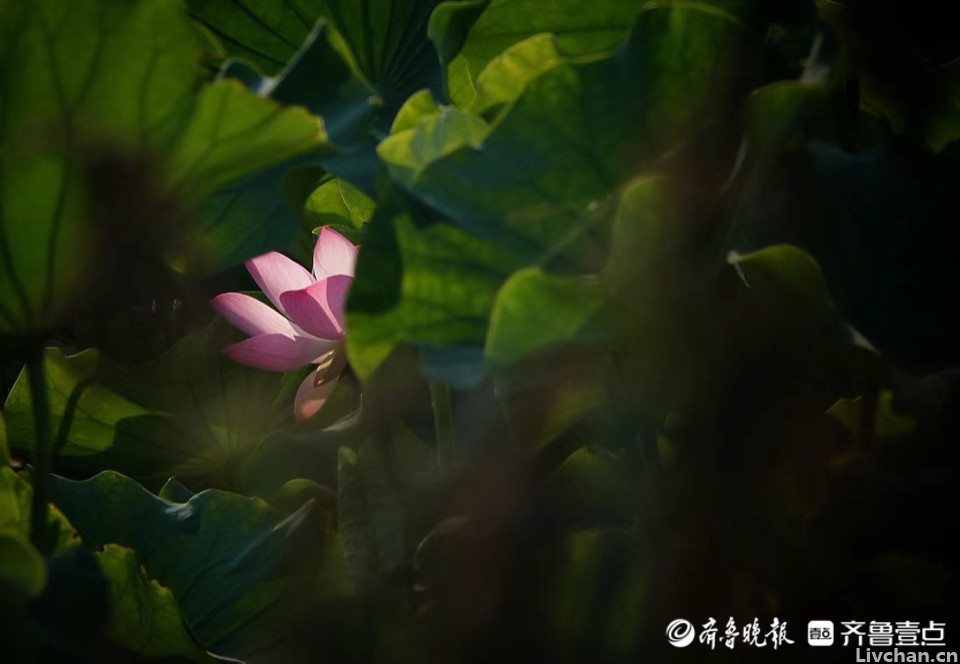 宋诗四首，前三首清新隽永，第四首是朱熹广为传颂的名篇