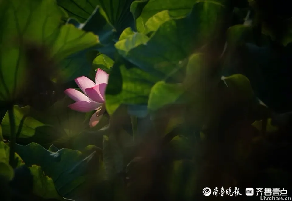 宋诗四首，前三首清新隽永，第四首是朱熹广为传颂的名篇