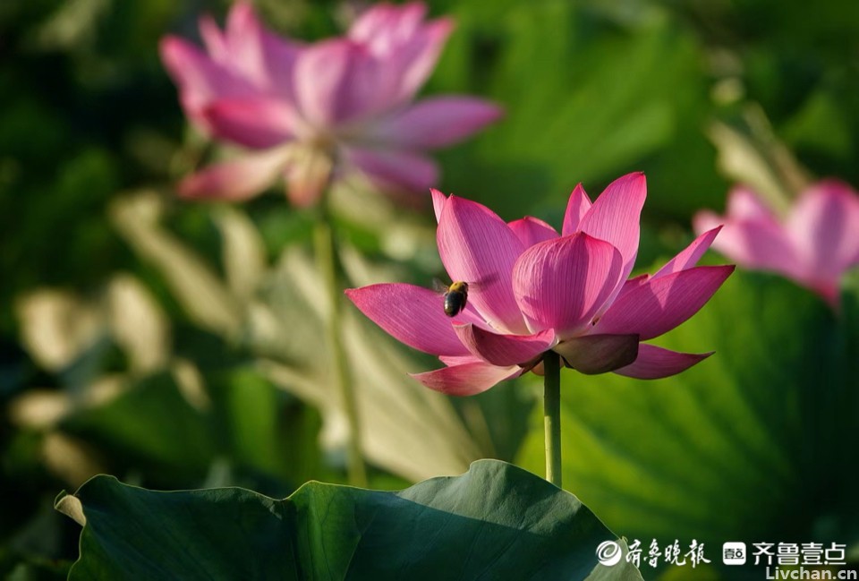 刘禹锡：人生就是不停地折腾，可以吃不开，但还是要看得开、想得开