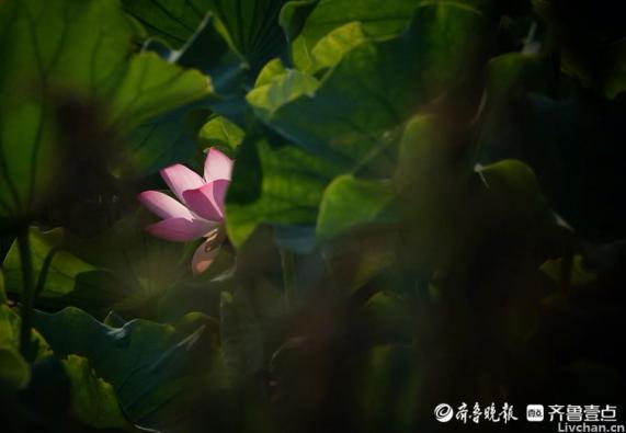 宋诗九首，前三首杨万里诗作清新隽永，后六首是朱熹广为传颂的名篇