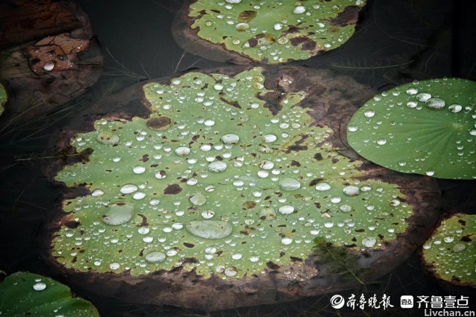 苏家的荷花