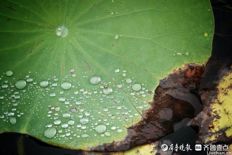 四首古诗，写尽了白露，写尽了人生