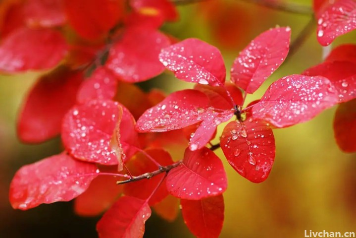 读完这些诗, 你会明白秋雨为什么这么美
