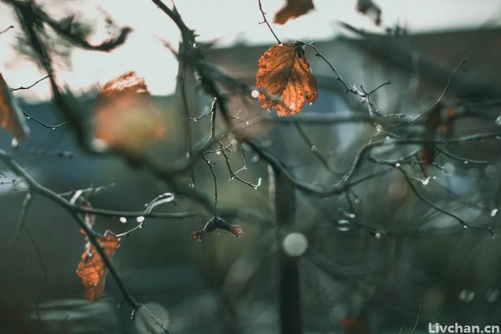 读完这些诗, 你会明白秋雨为什么这么美