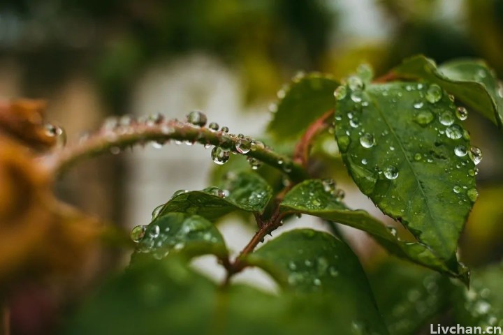 读完这些诗, 你会明白秋雨为什么这么美