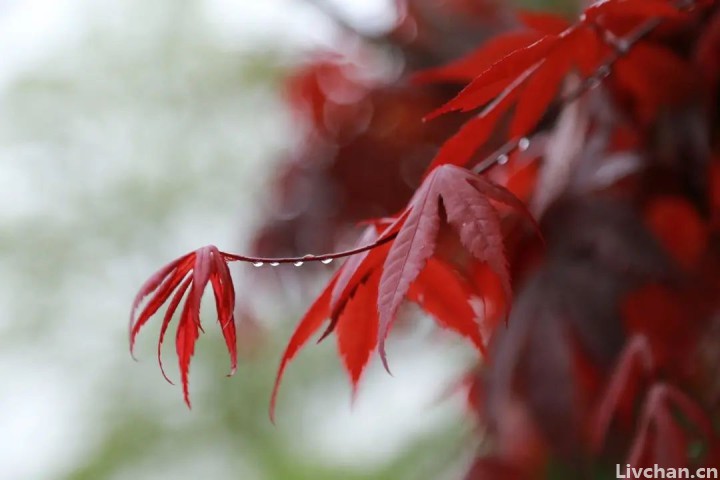 读完这些诗, 你会明白秋雨为什么这么美